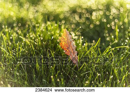 Dew drops on the grass with a fallen leaf; Whitnall Park, Wisconsin, United States of America View Large Photo Image Picture - Dew drops on the grass with a fallen leaf; Whitnall Park, Wisconsin, United States of America. Fotosearch