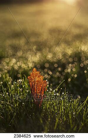 Stock Photography - Dew drops on the grass with a fallen leaf; Whitnall Park, Wisconsin, United States of America. Fotosearch