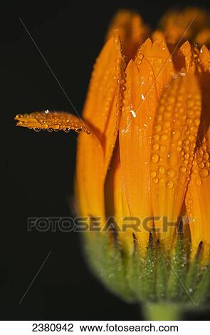 Stock Image - Dew settles on a calendula blossom; Astoria, Oregon, United States of America. Fotosearch