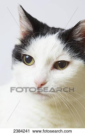 Stock Image - Domestic shorthaired cat. Fotosearch