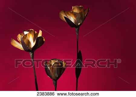 Stock Photograph - Dried flowers on a red background; Chiang Mai, Thailand. Fotosearch
