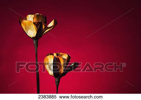 Dried flowers on a red background; Chiang Mai, Thailand View Large Photo Image Stock Photography - Dried flowers on a red background; Chiang Mai, Thailand. Fotosearch