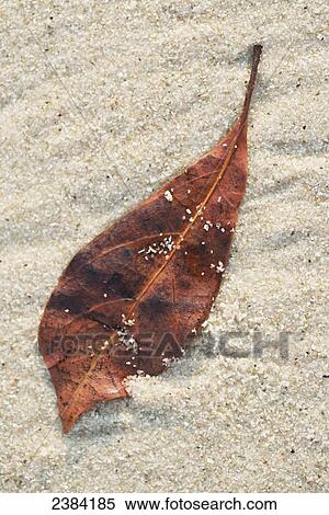 Dried leaf on the sand at the beach; Koh Samet Island, Thailand View Large Photo Image Stock Photography - Dried leaf on the sand at the beach; Koh Samet Island, Thailand. Fotosearch