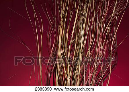 Stock Image - Dried sticks on a red background; Chiang Mai, Thailand. Fotosearch