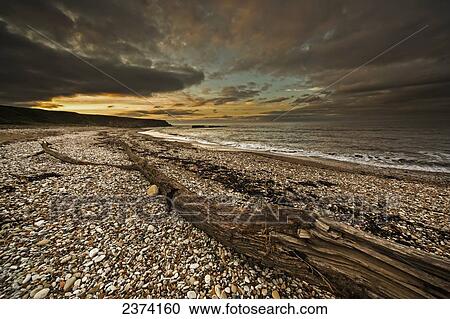 Stock Image - Driftwood on a pebble beach at sunset with dark clouds in a dramatic sky; South Shields, Tyne and Wear, England. Fotosearch