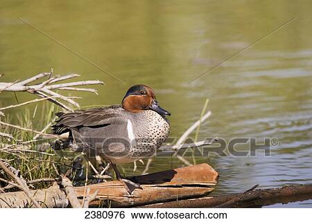 Duck standing at the water's edge; Calgary, Alberta, Canada View Large Photo Image Stock Photograph - Duck standing at the water's edge; Calgary, Alberta, Canada. Fotosearch