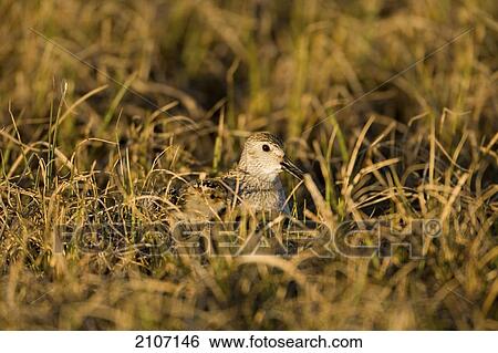 Stock Photograph - Dunlin And Chick Hiding In Sedge Meadow. Teshekpuk Lake. National Petroleum Reserve. Spring Ar Alaska.. Fotosearch