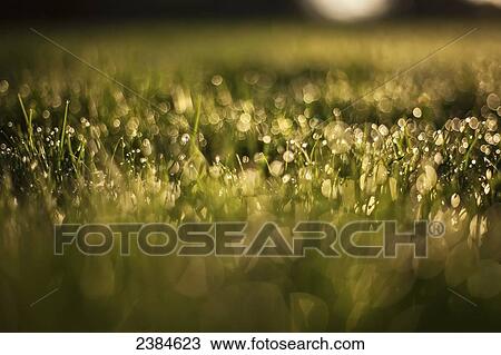 Early light hits wet blades of grass as they reflect little balls of light; Whitnall Park, Wisconsin, United States of America View Large Photo Image Stock Image - Early light hits wet blades of grass as they reflect little balls of light; Whitnall Park, Wisconsin, United States of America. Fotosearch