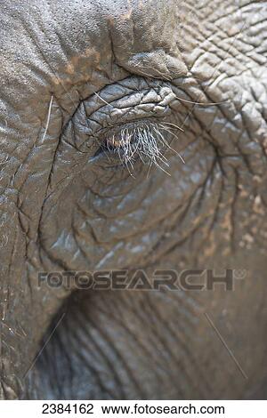 Elephant eye; Chiang Mai, Thailand View Large Photo Image Stock Image - Elephant eye; Chiang Mai, Thailand. Fotosearch