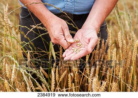 Farmer holding wheat grains in his hand; Snow Hill, Maryland, United States of America View Large Photo Image Stock Photo - Farmer holding wheat grains in his hand; Snow Hill, Maryland, United States of America. Fotosearch