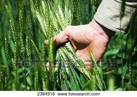 Stock Photograph - Farmer holding wheat; Poolesville, Maryland, United States of America. Fotosearch