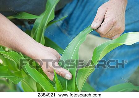 Farmer touching the leaves of a corn plant; Preston, Maryland, United States of America View Large Photo Image Stock Image - Farmer touching the leaves of a corn plant; Preston, Maryland, United States of America. Fotosearch