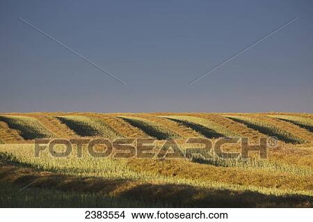 Farmland on rolling hills View Large Photo Image Picture - Farmland on rolling hills. Fotosearch