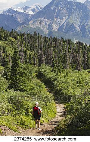 Stock Photography - Female hiker on a trail through the forest with a view of mountains in Haines Junction; Yukon, Canada. Fotosearch