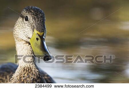 Female mallard (Anas platyrhynchos); Algonquin Park; Ontario, Canada View Large Photo Image Stock Photo - Female mallard (Anas platyrhynchos); Algonquin Park; Ontario, Canada. Fotosearch