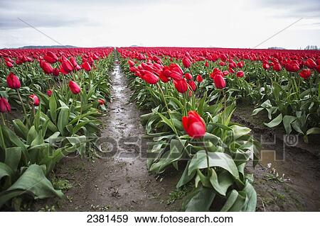 Field of red tulips; La Conner, Washington, United States of America View Large Photo Image Stock Photo - Field of red tulips; La Conner, Washington, United States of America. Fotosearch
