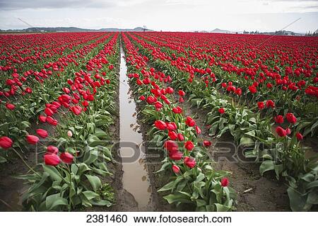 Stock Image - Field of red tulips stretching into the distance; La Conner, Washington, United States of America. Fotosearch
