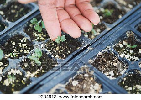 Stock Image - Finger touching seedlings growing in seed flats in a greenhouse; Sparks, Maryland, United States of America. Fotosearch