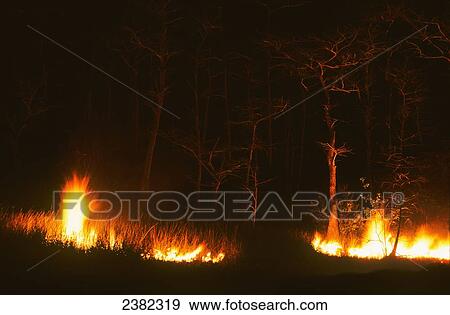 Stock Photo - Fire moves through a cypress swamp at nighttime; Ochopee, Florida, United States of America. Fotosearch
