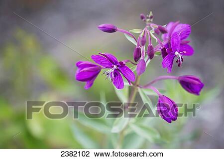 Stock Image - Fireweed blooming; Palmer, Alaska, United States of America. Fotosearch