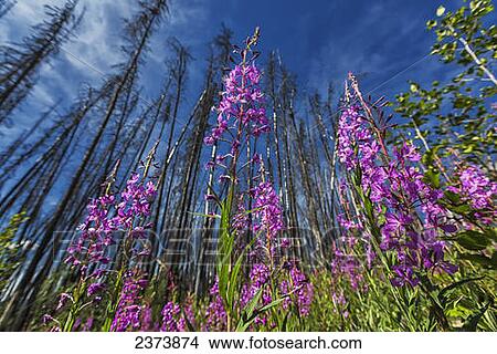 Fireweed (Chamerion angustifolium) in an old burn; Yukon, Canada View Large Photo Image Picture - Fireweed (Chamerion angustifolium) in an old burn; Yukon, Canada. Fotosearch