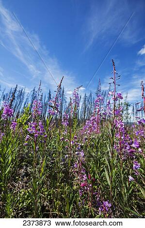 Stock Image - Fireweed (Chamerion angustifolium) in an old burn; Yukon, Canada. Fotosearch
