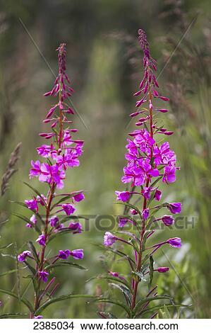 Picture - Fireweed (Chamerion angustifolium) near Wonder Lake in Denali National Park; Alaska, United States of America. Fotosearch