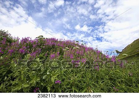 Fireweed in full bloom against a blue sky with cloud at Hatchers Pass; Palmer, Alaska, United States of America View Large Photo Image Stock Image - Fireweed in full bloom against a blue sky with cloud at Hatchers Pass; Palmer, Alaska, United States of America. Fotosearch
