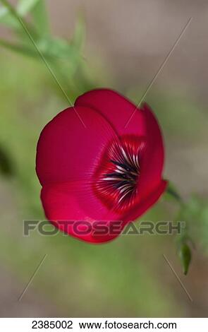 Flax blooms in the garden; Astoria, Oregon, United States of America View Large Photo Image Stock Image - Flax blooms in the garden; Astoria, Oregon, United States of America. Fotosearch