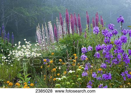 Flower bloom in a backyard flower garden near Astoria; Oregon, United States of America View Large Photo Image Stock Photo - Flower bloom in a backyard flower garden near Astoria; Oregon, United States of America. Fotosearch