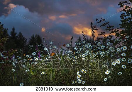 Stock Image - Flowers compliment a sunset sky; Astoria, Oregon, United States of America. Fotosearch