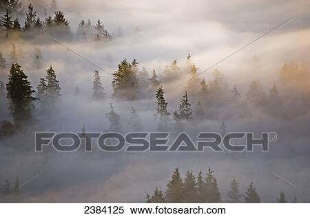 Stock Photography - Fog fills the forest; Astoria, Oregon, United States of America. Fotosearch