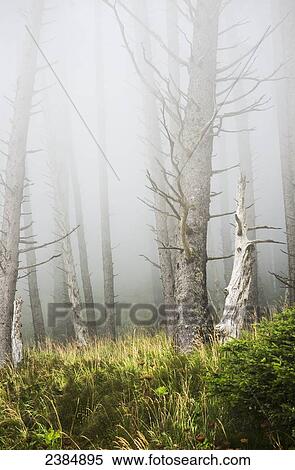 Stock Photography - Fog in the forest at Ecola State Park; Cannon Beach, Oregon, United States of America. Fotosearch