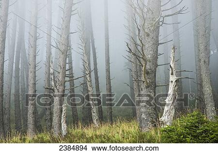 Picture - Fog softens the forest at Ecola State Park; Cannon Beach, Oregon, United States of America. Fotosearch