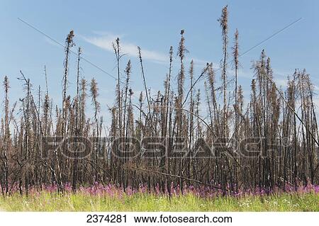 Stock Image - Forest fire burned trees with fireweed in the foreground; Yukon, Canada. Fotosearch