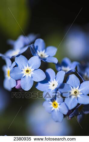 Forget-me-nots (Myosotis); Astoria, Oregon, United States of America View Large Photo Image Stock Photography - Forget-me-nots (Myosotis); Astoria, Oregon, United States of America. Fotosearch