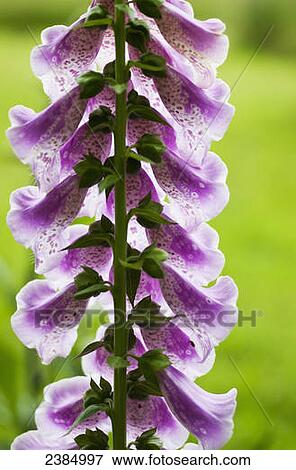 Foxglove blooms in a garden; Astoria, Oregon, United States of America View Large Photo Image Stock Photo - Foxglove blooms in a garden; Astoria, Oregon, United States of America. Fotosearch