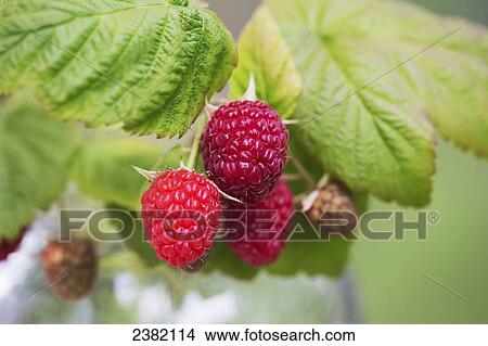 Picture - Fresh raspberries; Palmer, Alaska, United States of America. Fotosearch