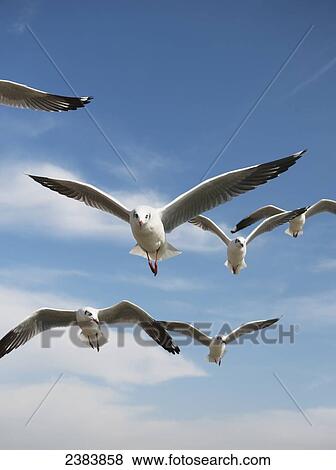 Fresh water gulls flying over Inle Lake; Shan State, Myanmar View Large Photo Image Stock Photo - Fresh water gulls flying over Inle Lake; Shan State, Myanmar. Fotosearch