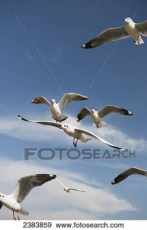 Stock Photo - Fresh water gulls flying over Inle Lake; Shan State, Myanmar. Fotosearch