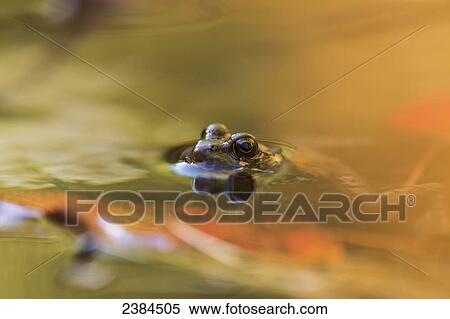 Frog in the water, Algonquin Park; Ontario, Canada View Large Photo Image Stock Photography - Frog in the water, Algonquin Park; Ontario, Canada. Fotosearch