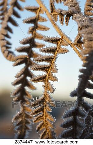 Stock Photo - Frost forms on Bracken Fern fronds on a winter day; Astoria, Oregon, United States of America. Fotosearch