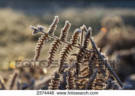 Stock Photograph - Frost forms on Bracken Fern fronds on a winter day; Astoria, Oregon, United States of America. Fotosearch