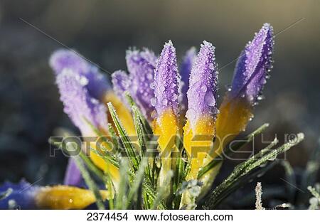 Picture - Frost forms on crocuses in the spring; Astoria, Oregon, United States of America. Fotosearch
