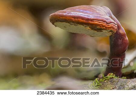Stock Photography - Fungus growing on a log in Algonquin Park; Ontario, Canada. Fotosearch