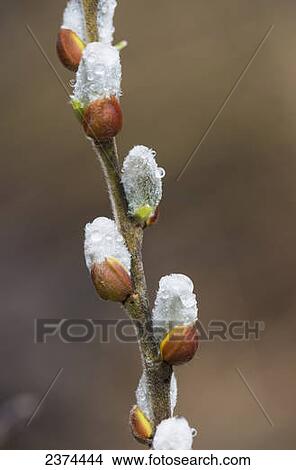 Picture - Fuzzy Willow catkins come out in the spring; Astoria, Oregon, United States of America. Fotosearch