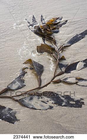 Stock Image - Giant kelp (Macrocystis pyrifera) washes up on the beach; Cannon Beach, Oregon, United States of America. Fotosearch