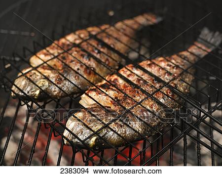Gilt-head bream on a charcoal barbeque grill; Montreal, Quebec, Canada View Large Photo Image Picture - Gilt-head bream on a charcoal barbeque grill; Montreal, Quebec, Canada. Fotosearch