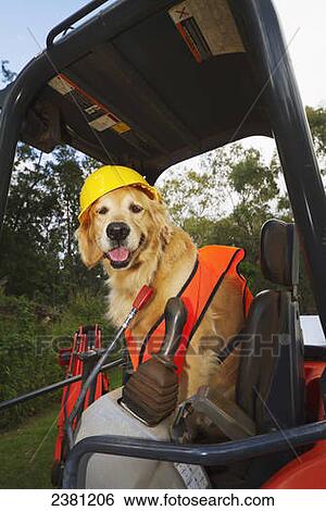 Golden Retriever supervising construction; Maui, Hawaii, United States of America View Large Photo Image Stock Photograph - Golden Retriever supervising construction; Maui, Hawaii, United States of America. Fotosearch