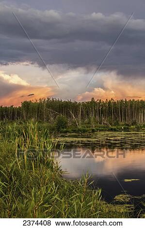 Stock Photo - Grass and trees along the shoreline of a pond with the clouds and sunset reflected in the water; Fort McMurray, Alberta, Canada. Fotosearch